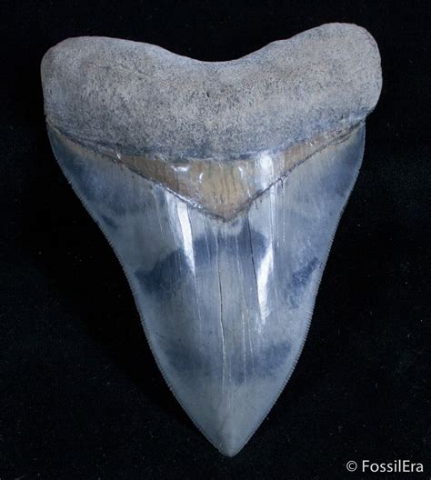 buy real megalodon tooth uk.